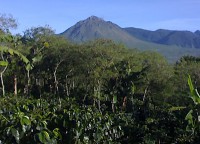 /album/photo-gallery-homepage/kebun-kopi-gayo-jpg1/